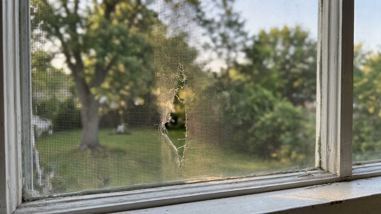 Torn insect screen in a white window frame with sunlight and a blurred green yard behind it